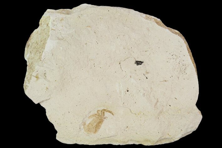 Partial Fossil Pea Crab (Pinnixa) From California - Miocene #128087